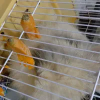 فروش خرگوش|موش و خرگوش|تالش, هشتپر|دیوار