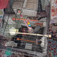 پرنده|پرنده|مشهد, شهید بصیر|دیوار