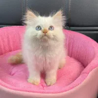 مجموعه گربه های اشرافی خاص ( پرشین بریتیش اسکاتیش)|گربه|رشت, گلسار|دیوار