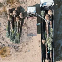 نخل پالم فنیکس