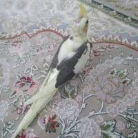 عروس هلندی