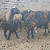 میش و بره|حیوانات مزرعه|زاوه, |دیوار