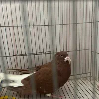 شهری سرخ / یال سیاه / چپ قهوه ای /زاغ کله برنجی