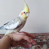 عروس هلندی گل باقلی دستی ((فقط امروز))|پرنده|مشهد, مصطفی خمینی|دیوار
