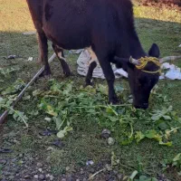 گاو همراه گوساله دورگ  مخصوص خانه دار ۸۵۰۰۰۰|حیوانات مزرعه|شاندرمن, |دیوار