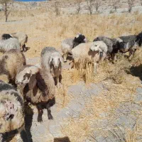 میش داشتی|حیوانات مزرعه|ارژن, |دیوار