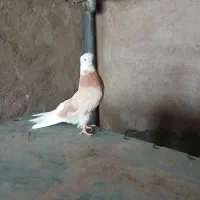 ۵عدد نوک قنار