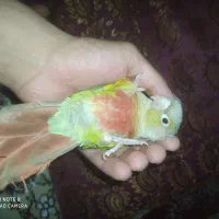 گمشده