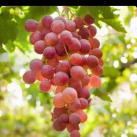 باغ انگور سند دار