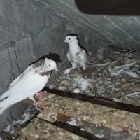 کبوتر طوقی قیمت 450الی 550|حیوانات مزرعه|خورموج, |دیوار