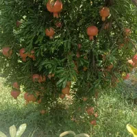 فروش و اجاره انار کوهمره|عمده‌فروشی|شیراز, محمدیه|دیوار