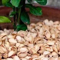 خریدار پوست پسته از ،۷۵۰۰،۸۰۰۰تسویه رو باسکول نقدی