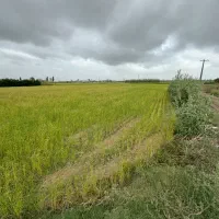 ۶۰۰۰متر زمین شالیزاری واقع در رستمکلا جویبار|فروش زمین و ملک کلنگی|قائم‌شهر, |دیوار