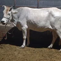 گاو چهار ماه آبستن