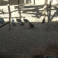 مرغ شاخدار هندی|حیوانات مزرعه|لامرد, |دیوار