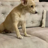 واگذاری سگ اشپیتز