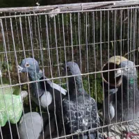 سه عدد نرسبز دوخط ویک ماده مگس|پرنده|زابل, |دیوار