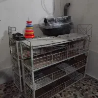 قفسه