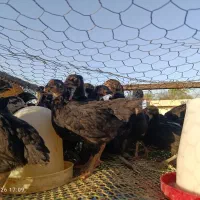 جوجه یک‌ماهه (خانه طیور)۱۷۰هزار