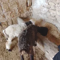 دوتا بره ماده بزرگ برای نگهداری قیمت دونه ۹۸۰۰|حیوانات مزرعه|مسجد سلیمان, |دیوار