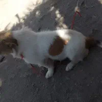 گم شده|سگ|گنبکی, |دیوار