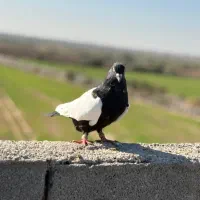 سه عدد کبوتر رنگی|پرنده|کرخه, |دیوار