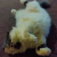 اسکاتیش|گربه|رشت, لاکان شهر|دیوار