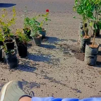 انواع نهال و گل باغچه ای|گل و گیاه طبیعی|بم, |دیوار