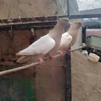 سینه