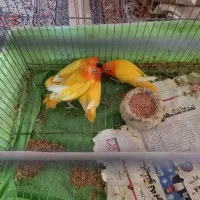 ۴ عدد جوجه طوطی برزیلی خورشیدی