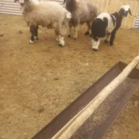 فروش بره