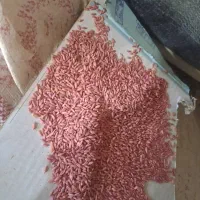 گندم بذری اوکراینی