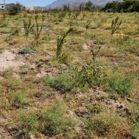 فروش زمین کشاورزی  به متراژ ۱ هکتاردر شهر هادیشهر|اجارهٔ دفتر صنعتی، کشاورزی، تجاری|جلفا, |دیوار