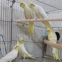 نروماده آلبینووکوتوله سرلاکی ودونخور|پرنده|کاشان, رجایی|دیوار