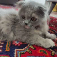 گربه پرشین میکس