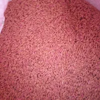 گندم درجه یک
