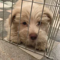 واگذاری سگ|سگ|ایلام, |دیوار