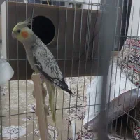 عروس هلندی نر و ماده
