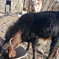 گوسفند تروشت|حیوانات مزرعه|هیدوچ, |دیوار