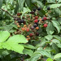 خانه ویلایی دوطبقه نسیم۵(موارددیگر موجود)