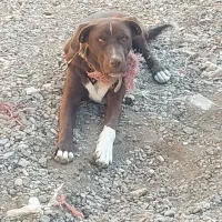 سگ پیت بول تریرآمریکایی|سگ|ساوه, |دیوار