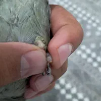 طوطی برزیلی|پرنده|کرمانشاه, |دیوار