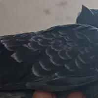 کبوتر پیدا شده