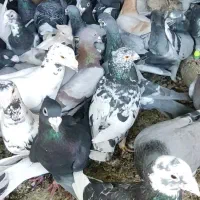دسه پلاکی همه رنگ گلی و بزک و سبز و کوهی و سیاه|پرنده|شیراز, شهرک مدرس|دیوار