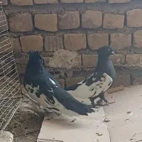 کفتر سینه نر ماده..نر یال دم بسته