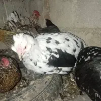 مر غ و جوجه گلین