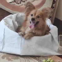 پامر روباهی|سگ|شاهینشهر, مسکن مهر|دیوار