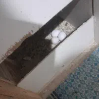 پرنده عروس هلندی|پرنده|کرج, گلدشت|دیوار