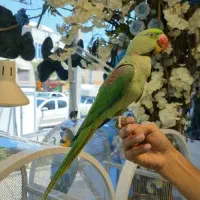 معاوضه با ملنگو یا شاه طوطی