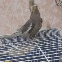 عروس هلندی سیناموند جوجه نر